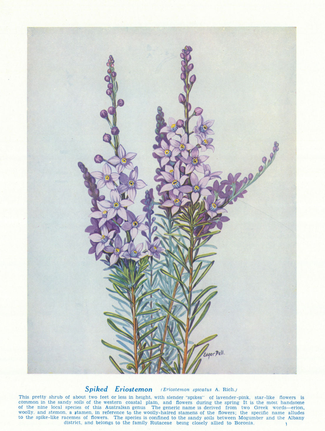 Spiked Eriostemon (Eriostemon spicatus). West Australian Wild Flowers 1950